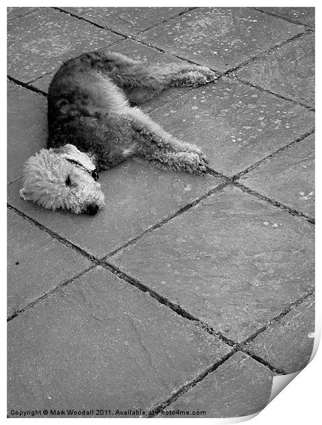 Lazy Bedlington Terrier Print by Mark Woodall