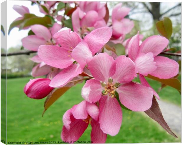 Pink Apple blossoms Canvas Print by Stephanie Moore