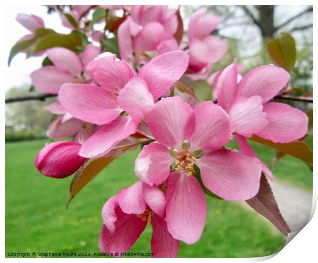 Pink Apple blossoms Print by Stephanie Moore