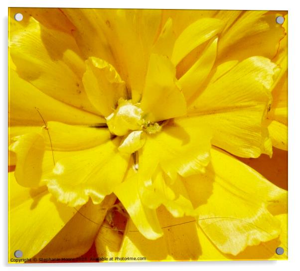 Yellow fluffy tulip Acrylic by Stephanie Moore