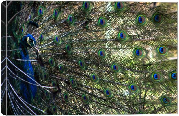 peacock profile Canvas Print by Mark Sellick