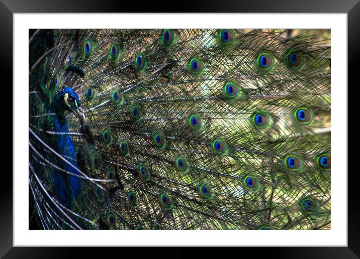 peacock profile Framed Mounted Print by Mark Sellick