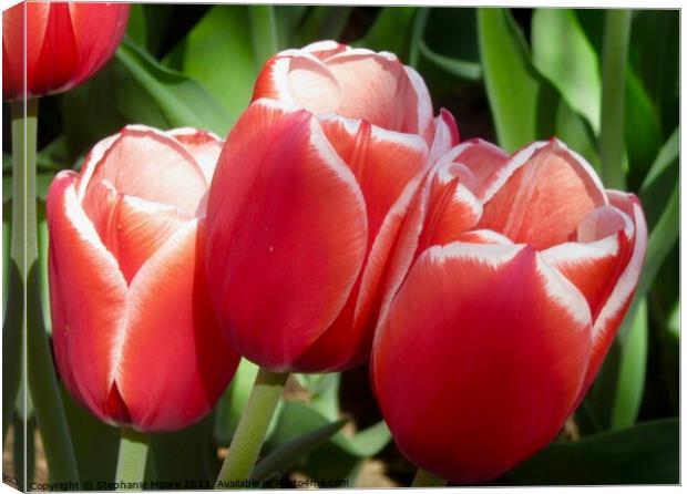 red tulips Canvas Print by Stephanie Moore