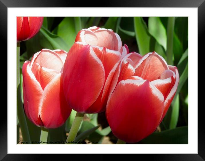 red tulips Framed Mounted Print by Stephanie Moore