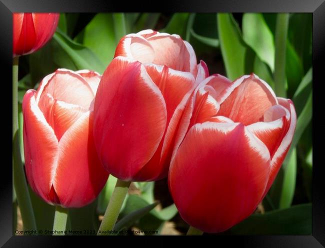red tulips Framed Print by Stephanie Moore