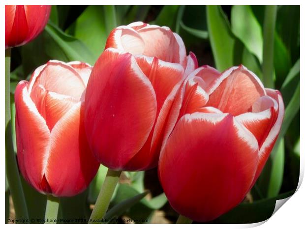 red tulips Print by Stephanie Moore