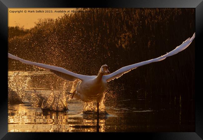 sunset swan take off Framed Print by Mark Sellick