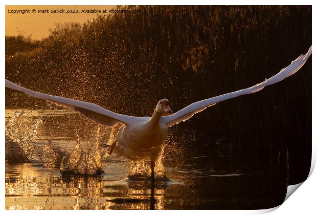 sunset swan take off Print by Mark Sellick
