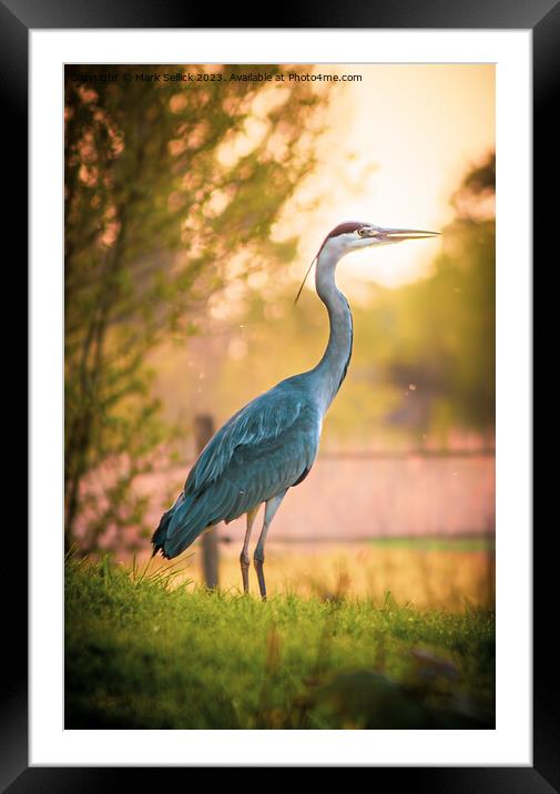 grey at golden hour Framed Mounted Print by Mark Sellick
