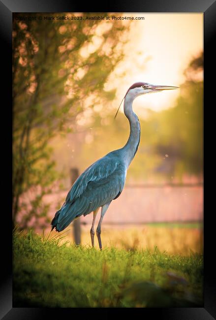 grey at golden hour Framed Print by Mark Sellick
