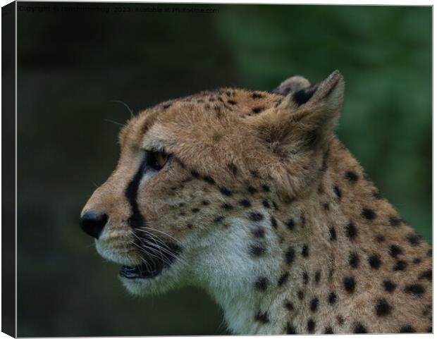 The Cheetah's Gaze Canvas Print by rawshutterbug 