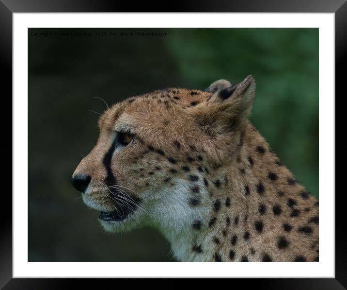The Cheetah's Gaze Framed Mounted Print by rawshutterbug 