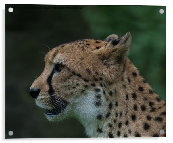 The Cheetah's Gaze Acrylic by rawshutterbug 