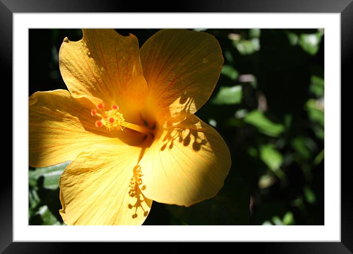 Yellow flower with dramatic shadows Framed Mounted Print by Ashley Ridpath