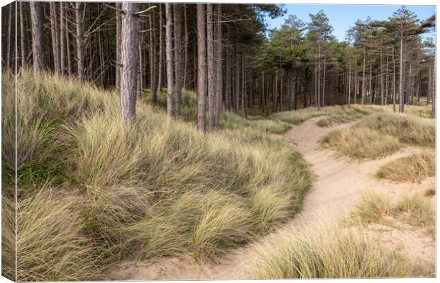 Newborough forest and dunes, Anglesey Canvas Print by Andrew Kearton
