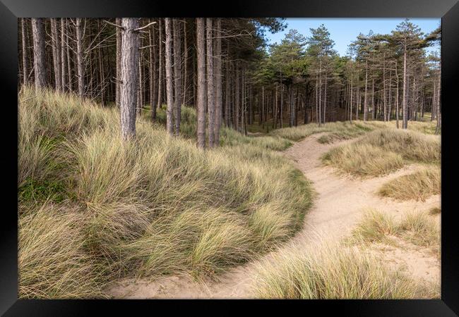 Newborough forest and dunes, Anglesey Framed Print by Andrew Kearton