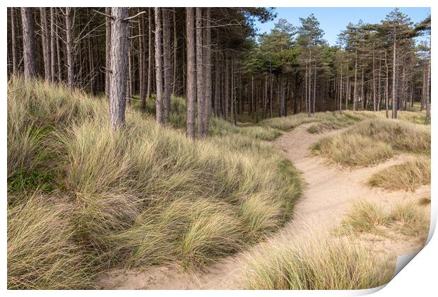 Newborough forest and dunes, Anglesey Print by Andrew Kearton