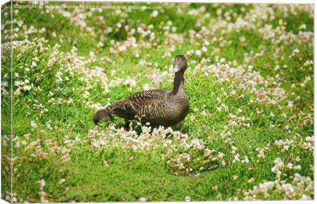 Female Eider with chicks Canvas Print by Howard Kennedy