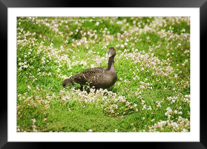 Female Eider with chicks Framed Mounted Print by Howard Kennedy
