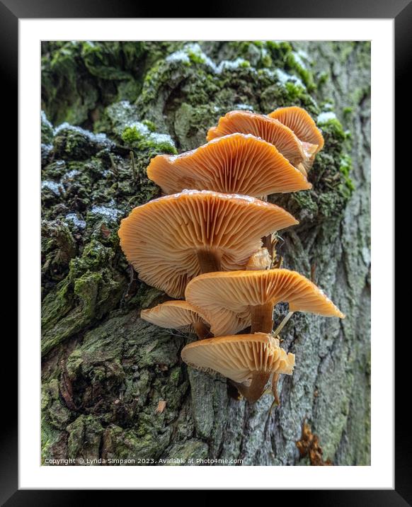 Fungi Framed Mounted Print by Lynda Simpson