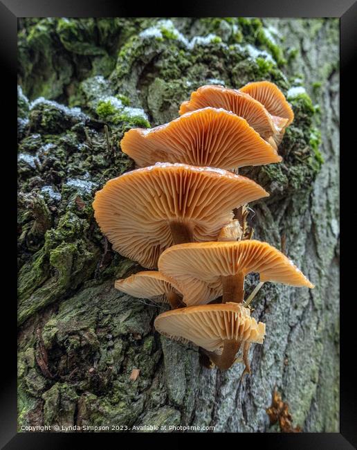 Fungi Framed Print by Lynda Simpson