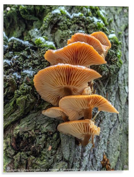 Fungi Acrylic by Lynda Simpson