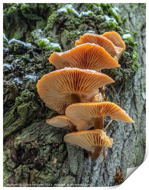 Fungi Print by Lynda Simpson