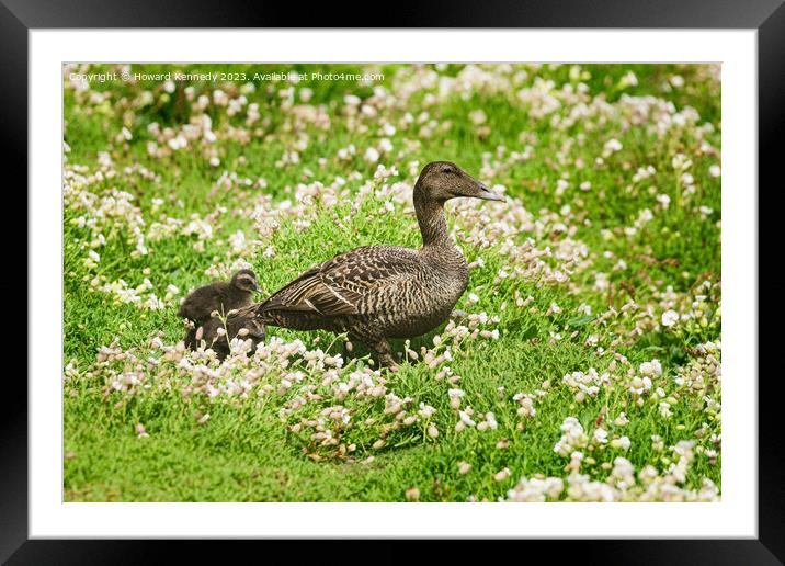 Female Eider with chicks Framed Mounted Print by Howard Kennedy