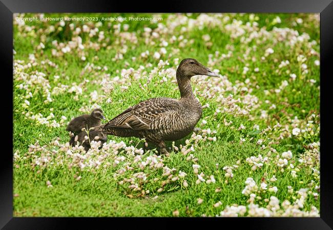 Female Eider with chicks Framed Print by Howard Kennedy