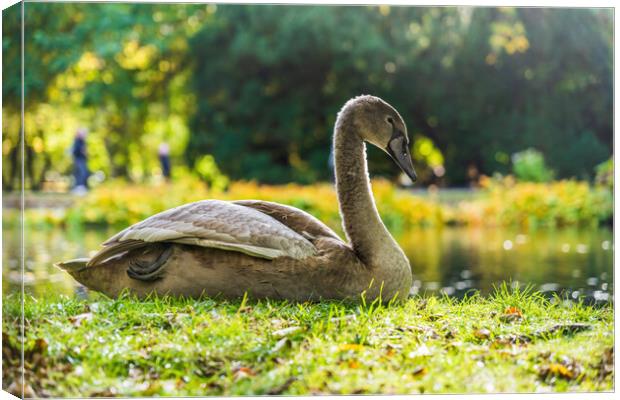 Young Swan In Sunlight On Lake Shore Canvas Print by Artur Bogacki