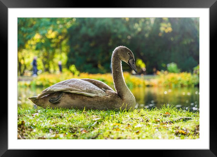 Young Swan In Sunlight On Lake Shore Framed Mounted Print by Artur Bogacki