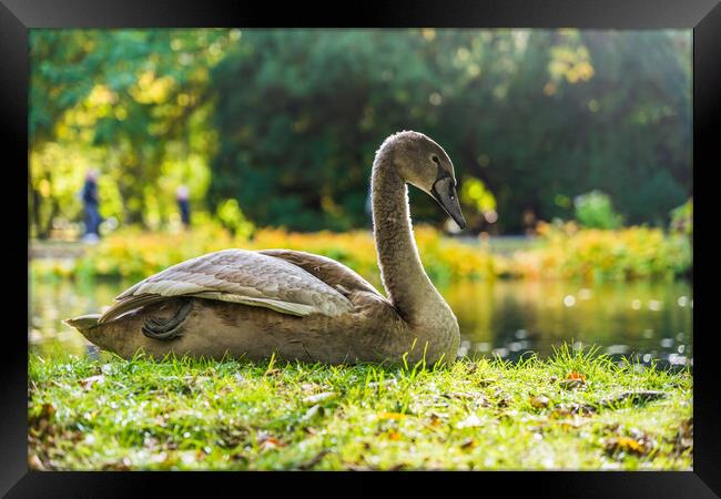Young Swan In Sunlight On Lake Shore Framed Print by Artur Bogacki
