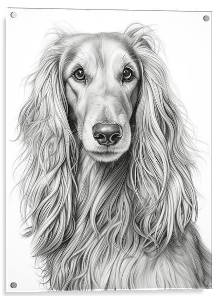 Afghan Hound Pencil Drawing Acrylic by K9 Art