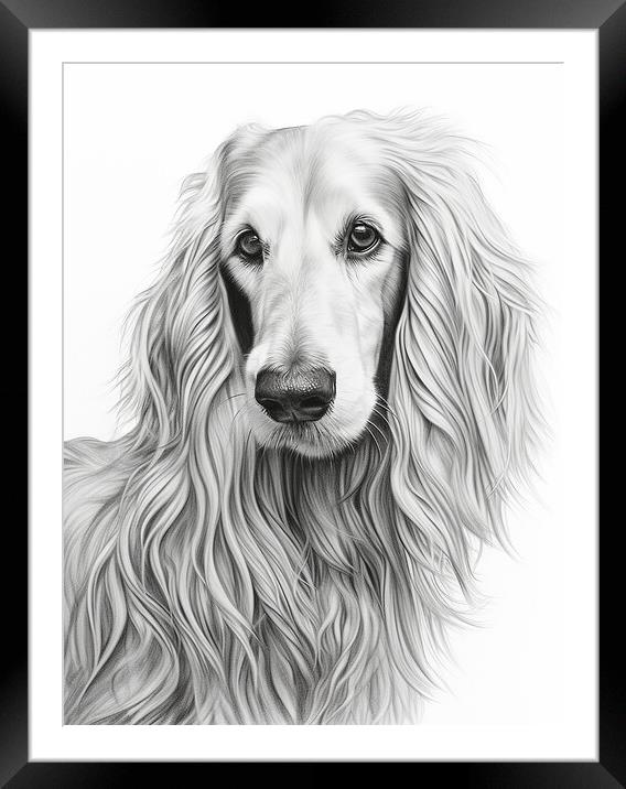 Afghan Hound Pencil Drawing Framed Mounted Print by K9 Art