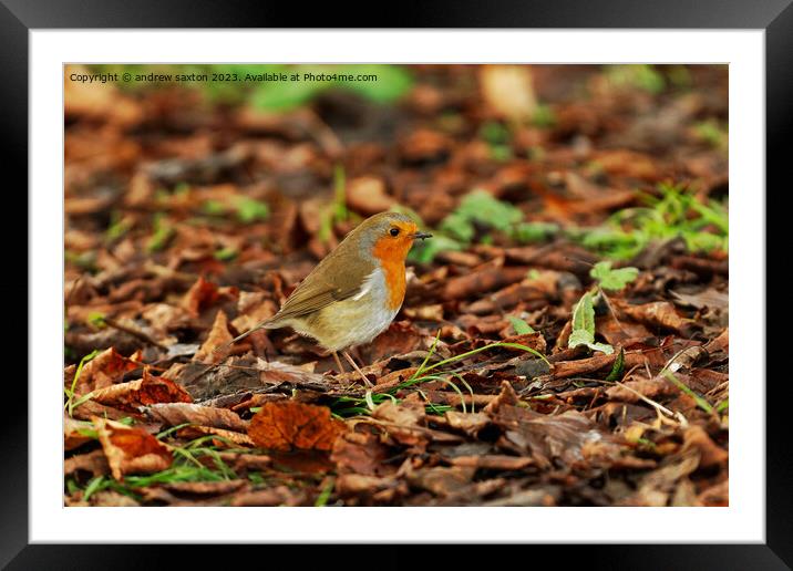 LOOOKING BIRD  Framed Mounted Print by andrew saxton