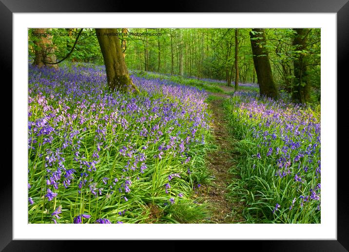 Path through the Bluebells Framed Mounted Print by Gary Kenyon