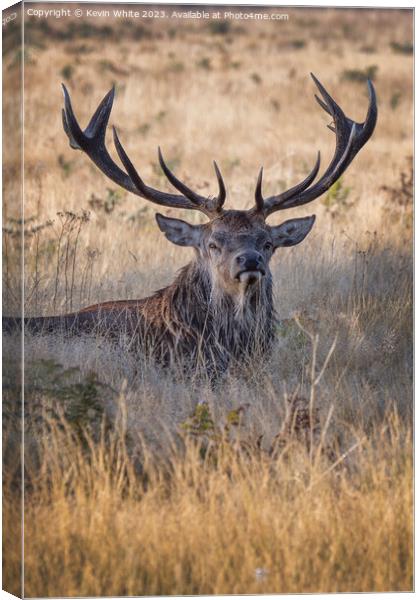 Adult male deer a mighty impressive beast Canvas Print by Kevin White