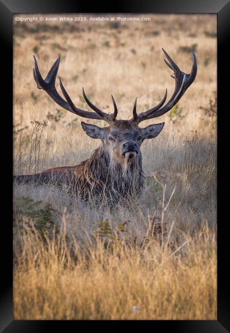 Adult male deer a mighty impressive beast Framed Print by Kevin White
