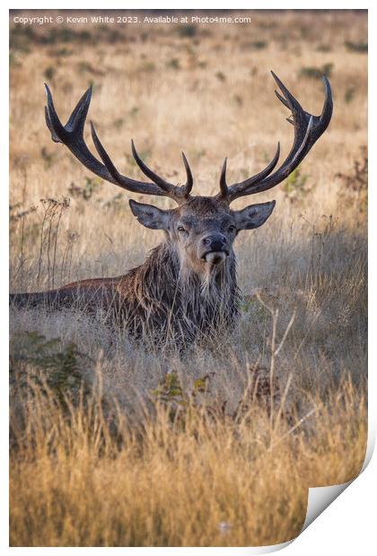 Adult male deer a mighty impressive beast Print by Kevin White