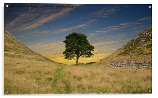  Sycamore gap  on Hadrians Wall and clouds Acrylic by Andrew Heaps