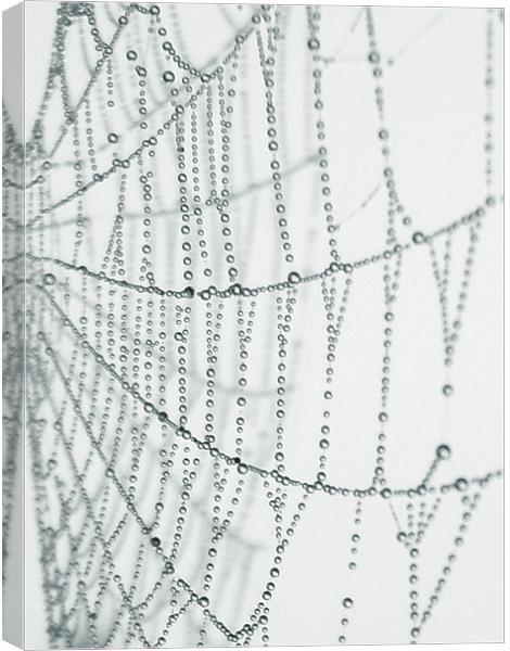 the web Canvas Print by Heather Newton