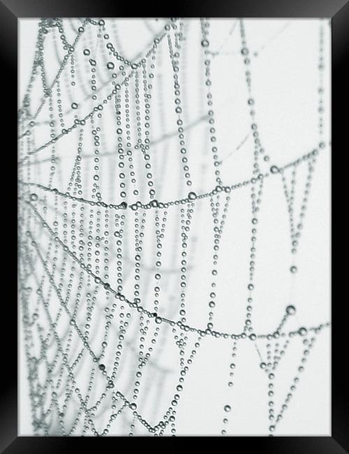the web Framed Print by Heather Newton