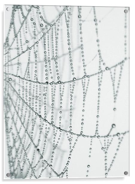 the web Acrylic by Heather Newton