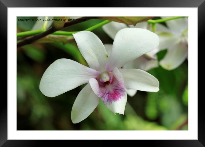 Beautiful flower Framed Mounted Print by Arun 