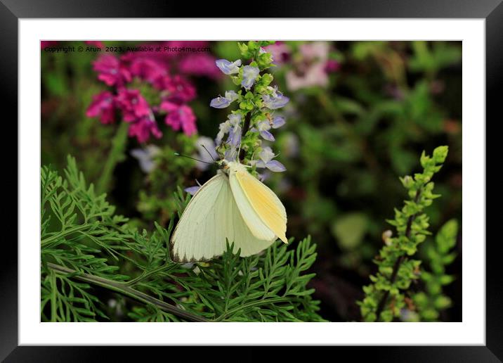 Butterfly on a flower Framed Mounted Print by Arun 