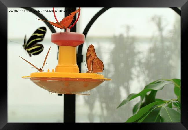 Butterfly on feeder Framed Print by Arun 