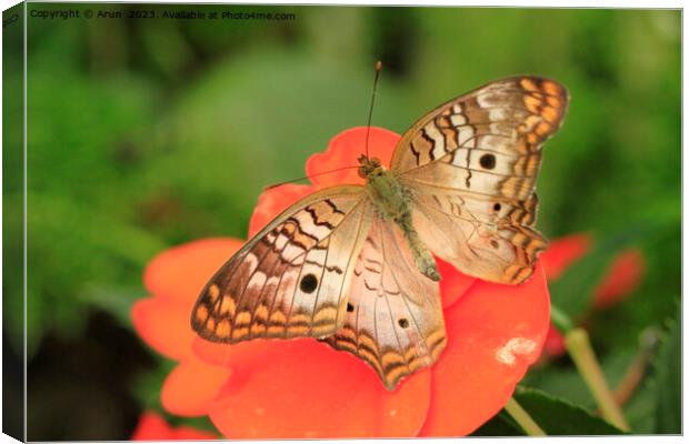 Butterfly on flower Canvas Print by Arun 