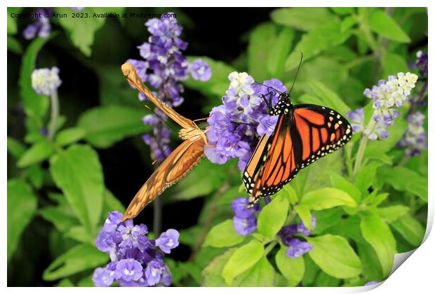 Butterfly on flower Print by Arun 