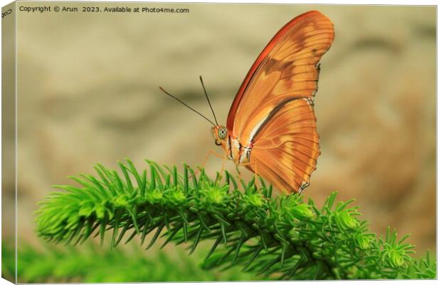 A insect on a flower Canvas Print by Arun 