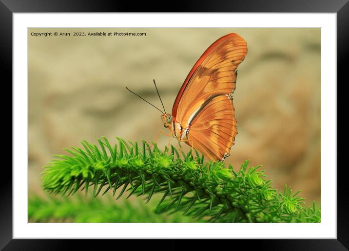 A insect on a flower Framed Mounted Print by Arun 